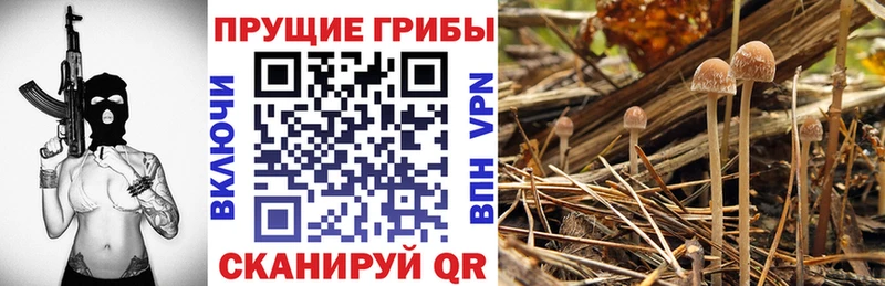 Псилоцибиновые грибы прущие грибы  Купить закладки  Зея 